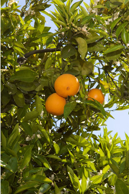 Oranges